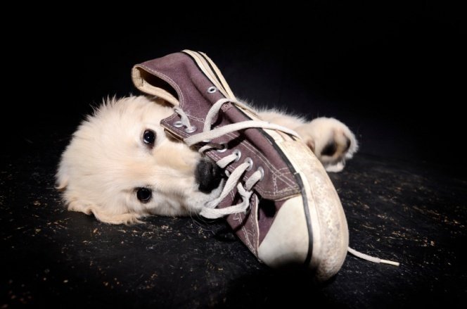 shoes for your dog