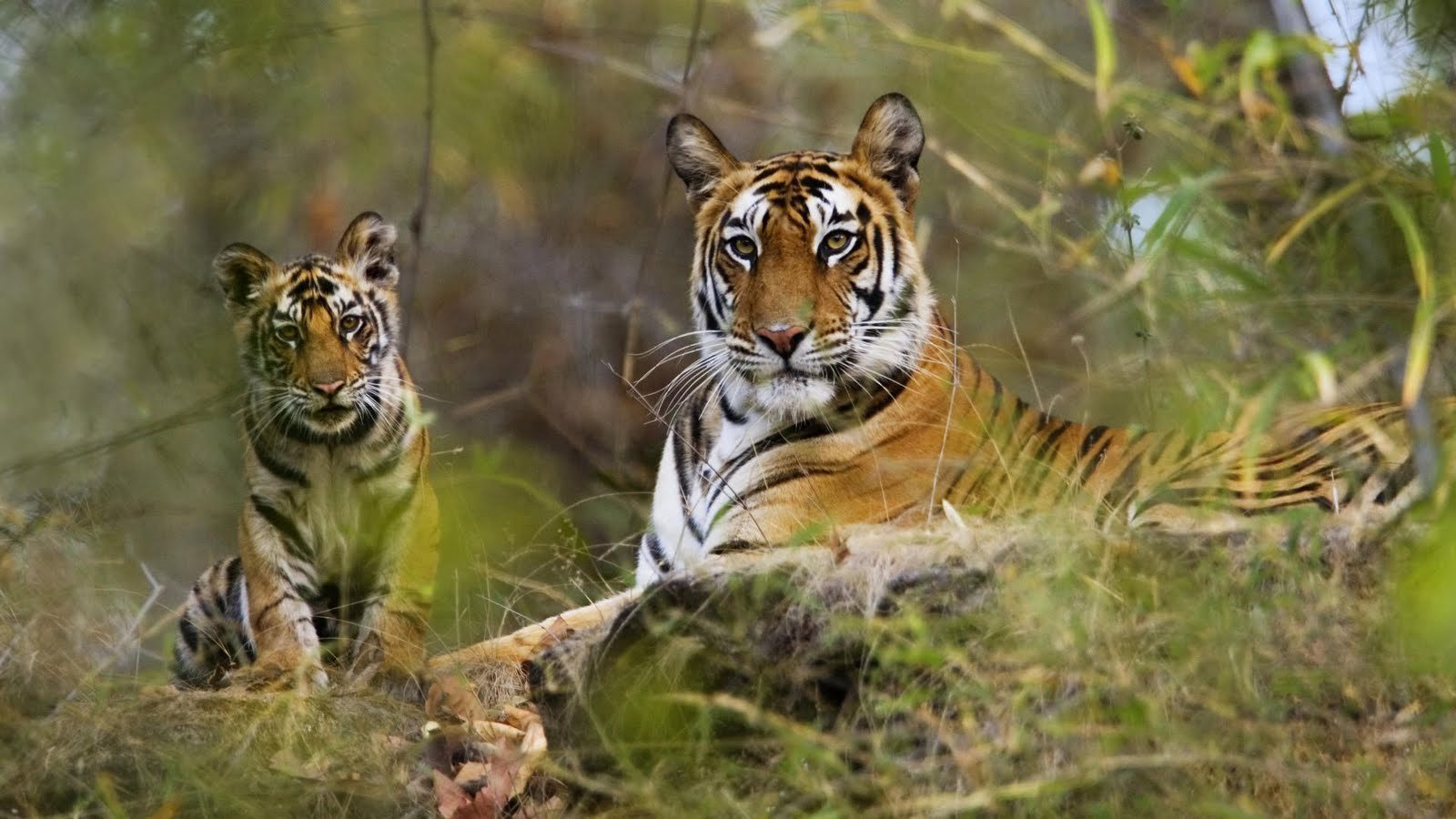 major wildlife tourism in india