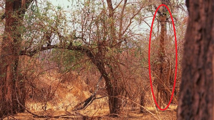 There Are Animals Hiding In Plain Sight In These 15 Photos. Can You Spot  Them All?