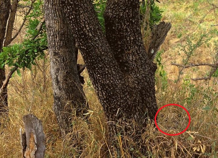 There Are Animals Hiding In Plain Sight In These 15 Photos. Can You Spot  Them All?