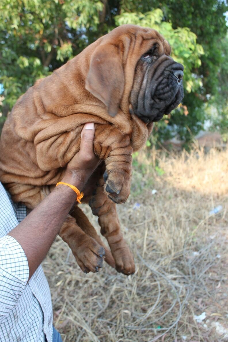 These Images Of A Korean Mastiff That Costs Rs 1 Crore Are