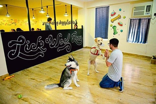  Puppychino Cafe