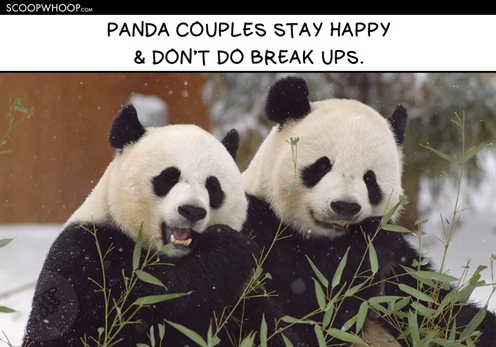 15 Memes That Show Pandas Are So Much More Chill Than Humans Ever Will Be