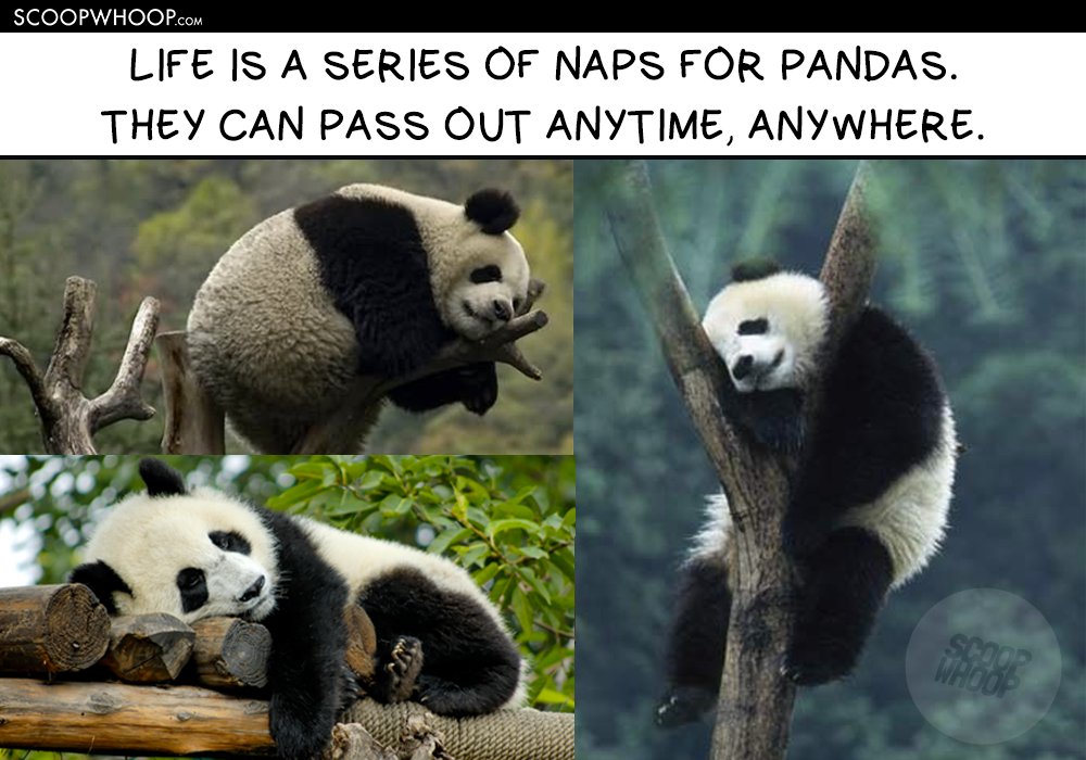 15 Memes That Show Pandas Are So Much More Chill Than Humans Ever Will Be