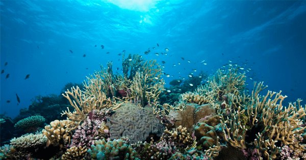 The Death of Great Barrier Reef Should Wake Us up to the Reality of ...