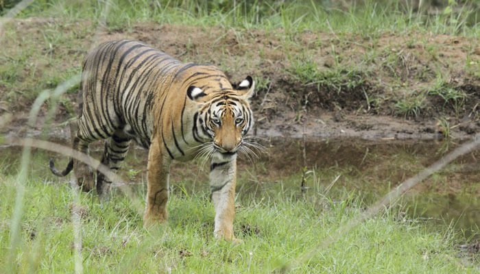 Here’s How Jharkhand’s Lone Tiger Reserve Has Turned Into A Gigantic ...