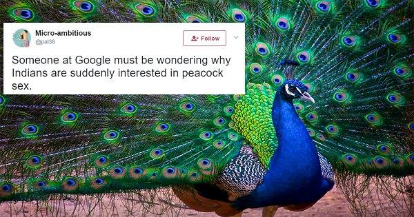 Rajasthan Judge Says Peacocks Don’t Have Sex & Twitter Explodes With