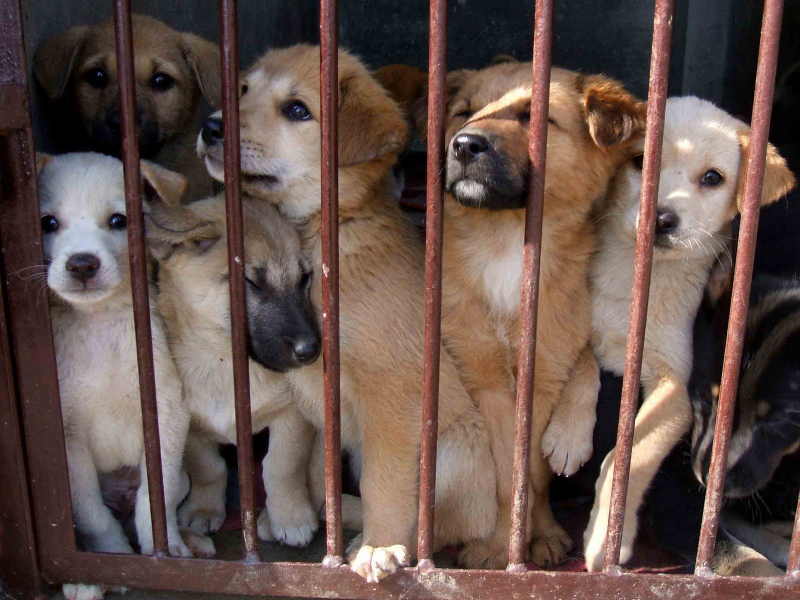 end-animal-cruelty-the-nomore50-campaign-aims-for-harsher-punishment