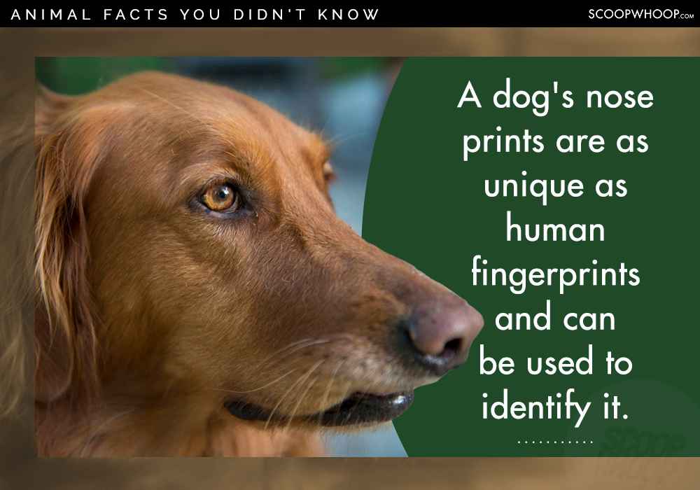 25 Random Facts About Random Animals For People Who Appreciate Random ...