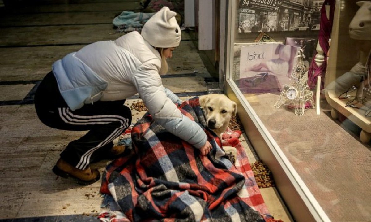 These Pics Of People Helping Stray Dogs Brave The Cold In Istanbul Will