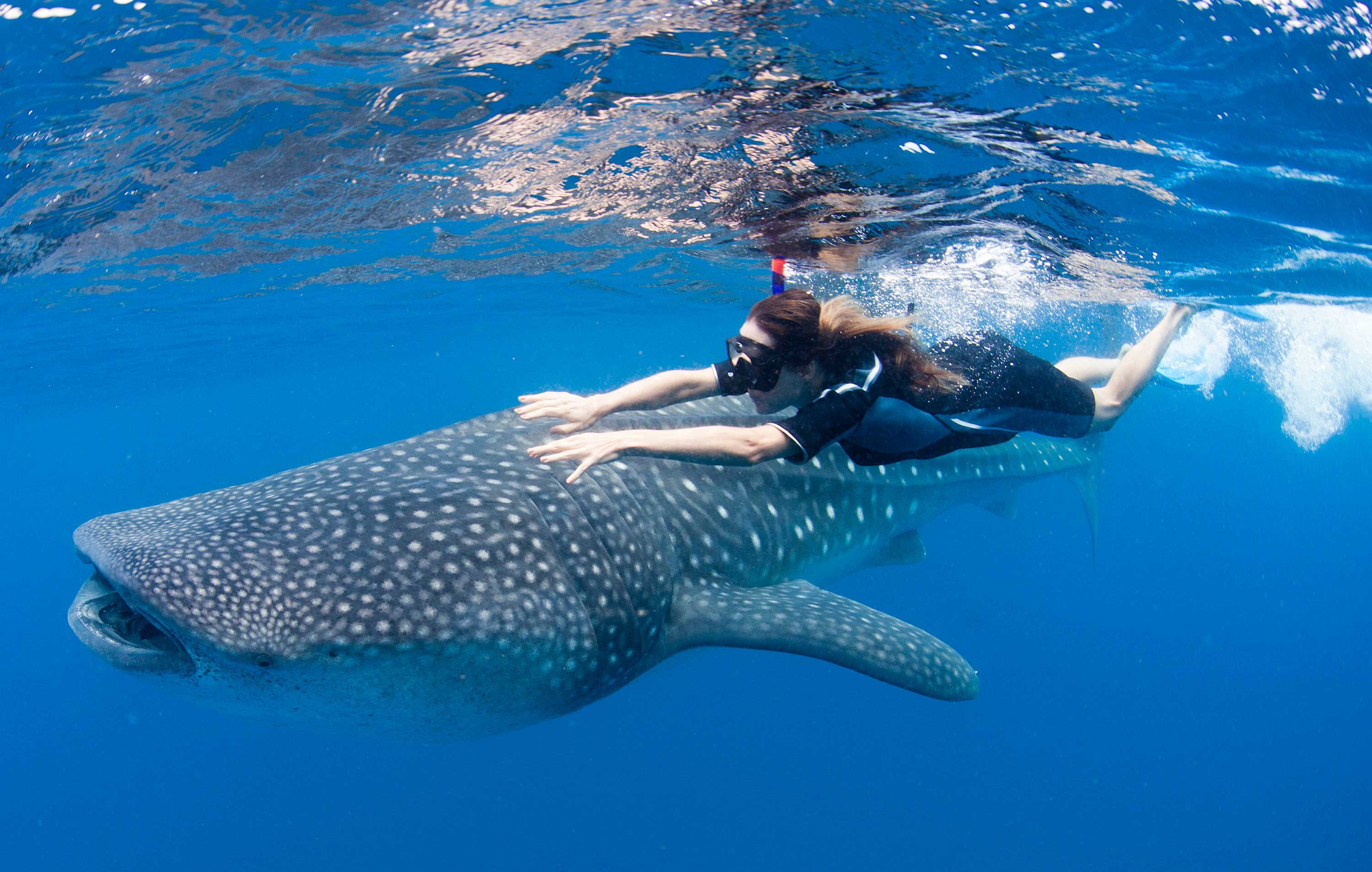 8 Fascinating Places Where You Can Actually Swim With The Giant Whale Shark