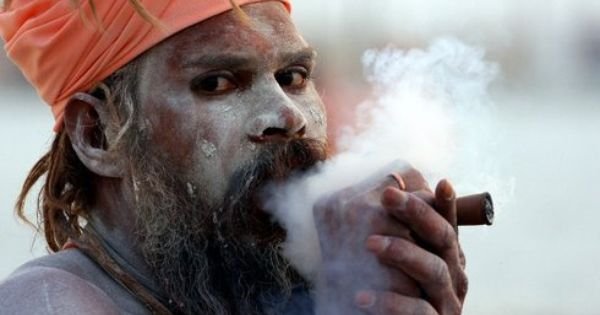 bhang for holi