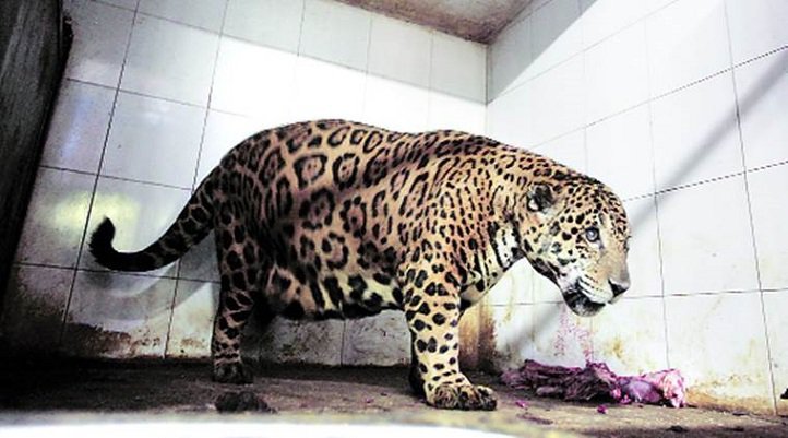 Delhi Zoo Is Sending Salman The Jaguar Back To Kerala Because He’s Too