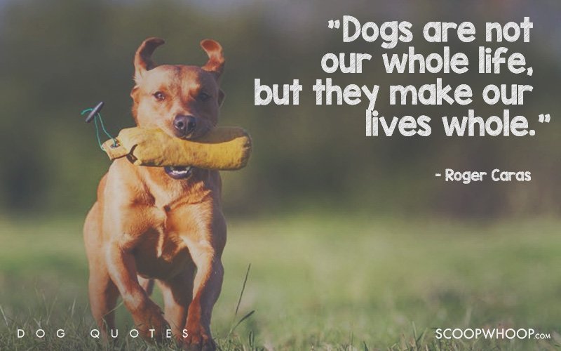 25 Beautiful Quotes That Explain Exactly Why Dogs Are Man’s Best Friends