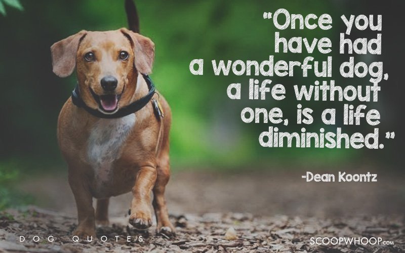 25-beautiful-quotes-that-explain-exactly-why-dogs-are-man-s-best-friends