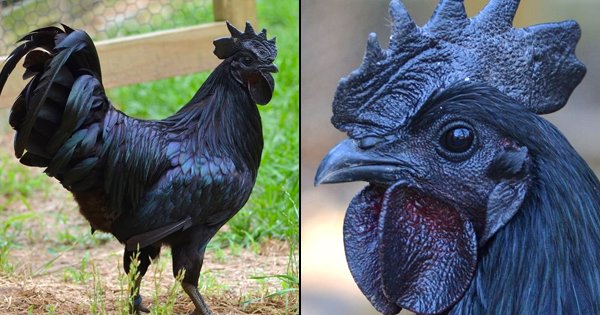 This Rare ‘goth Chicken’ With Black Meat, Black Bones & A Black Heart 