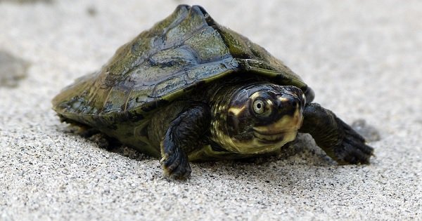 In A Bid To Curb Rising Pollution, The Up Govt Is Releasing 500 Turtles 