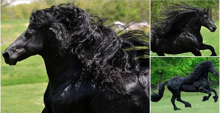 Look at That Mane! Meet Frederick the Great, the Most Gorgeous Horse Alive