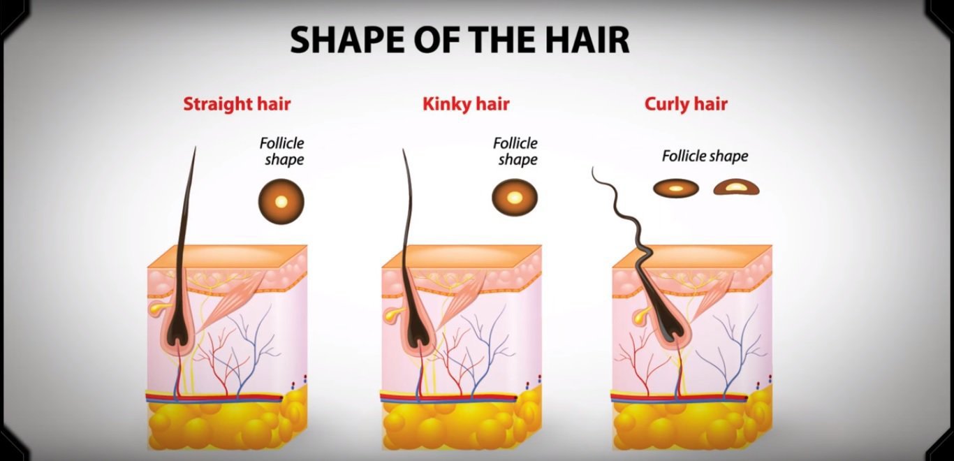 Here's The Reason Why Some People Have Straight Hair While ...