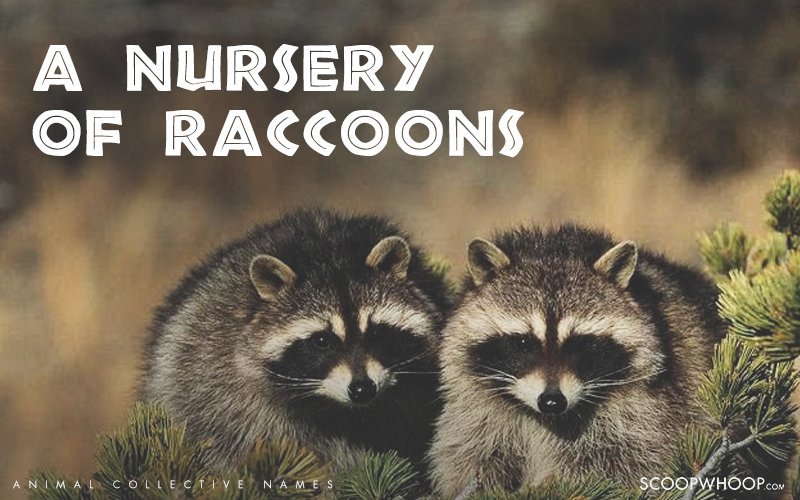 25 Of The Coolest Animal Group Names That Are Weird & Funny At The Same