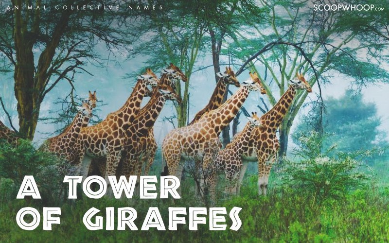 25-of-the-coolest-animal-group-names-that-are-weird-funny-at-the-same