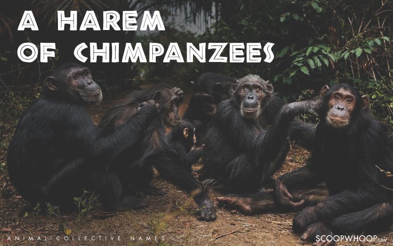 25 Of The Coolest Animal Group Names That Are Weird Funny At The Same 