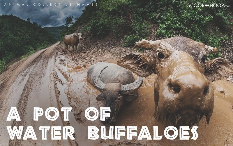 25 Of The Coolest Animal Group Names That Are Weird & Funny At The Same