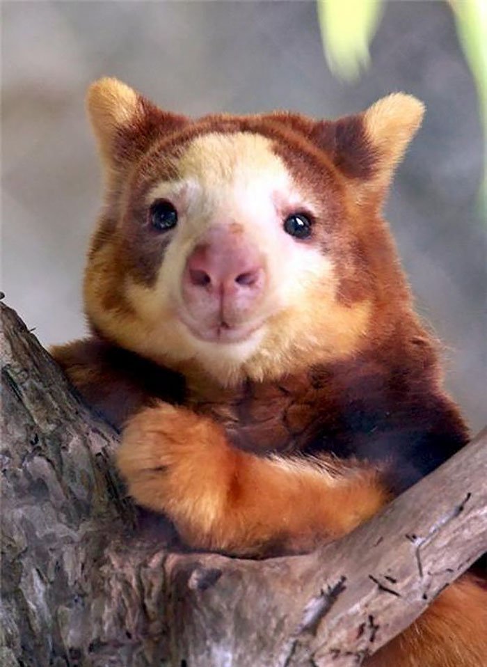 there-s-such-a-thing-as-tree-kangaroos-we-promise-it-s-the-cutest