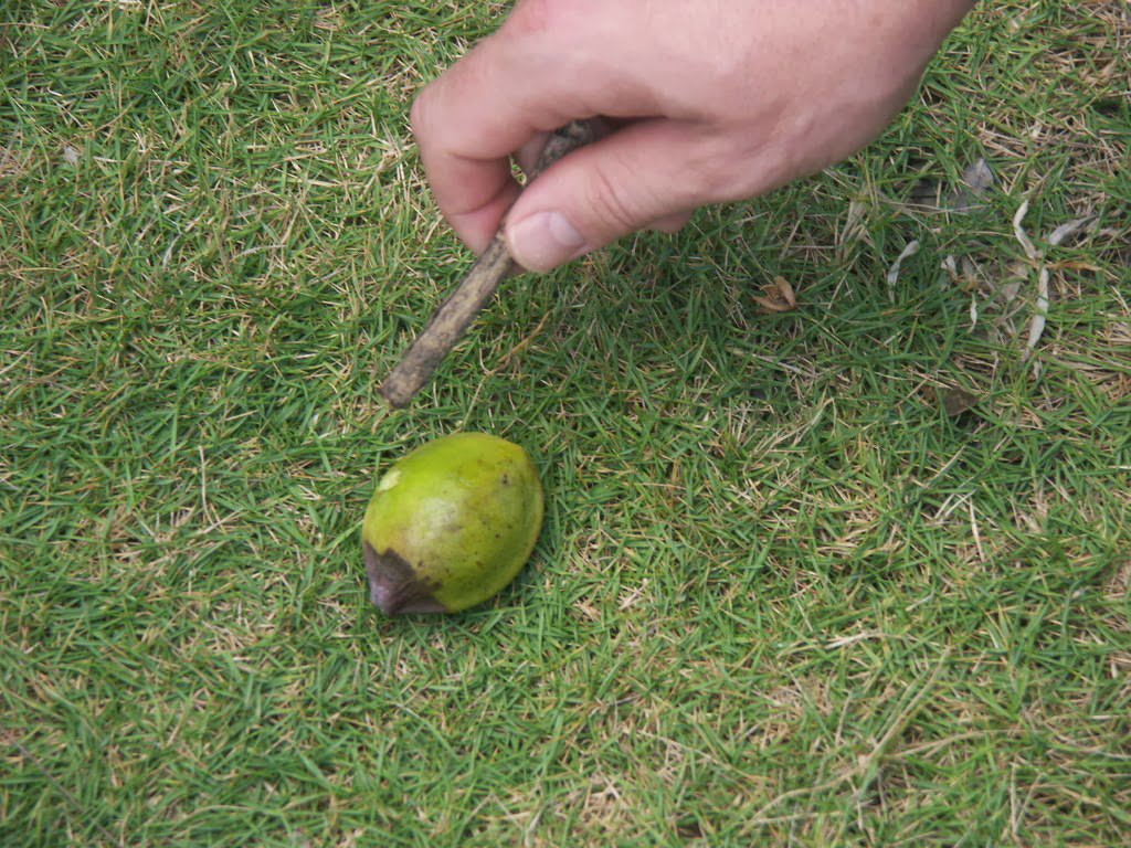 The World's Deadliest Tree Doesn't Want You To Touch It ...