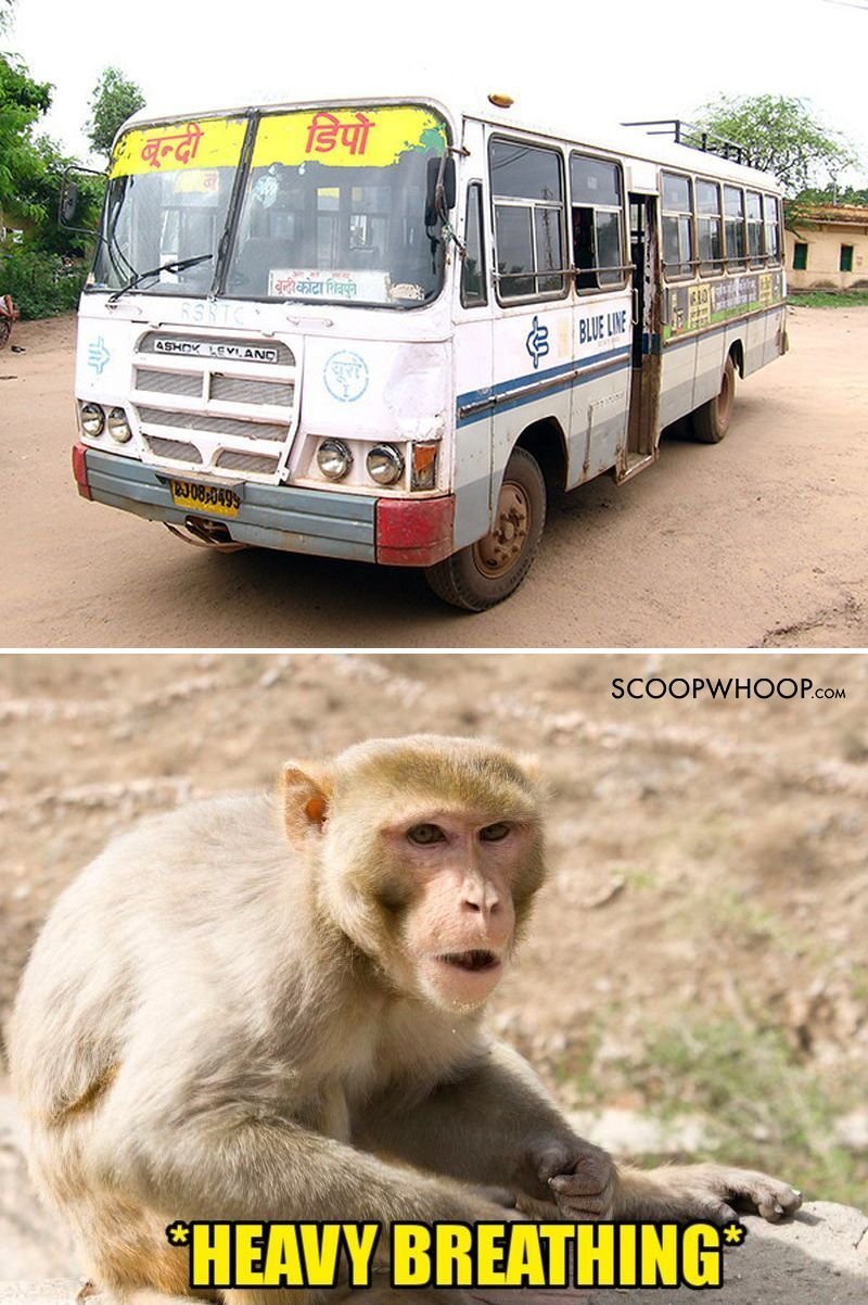 This Badass Monkey Drove A Bus & Crashed Into Two Other Vehicles. It ...