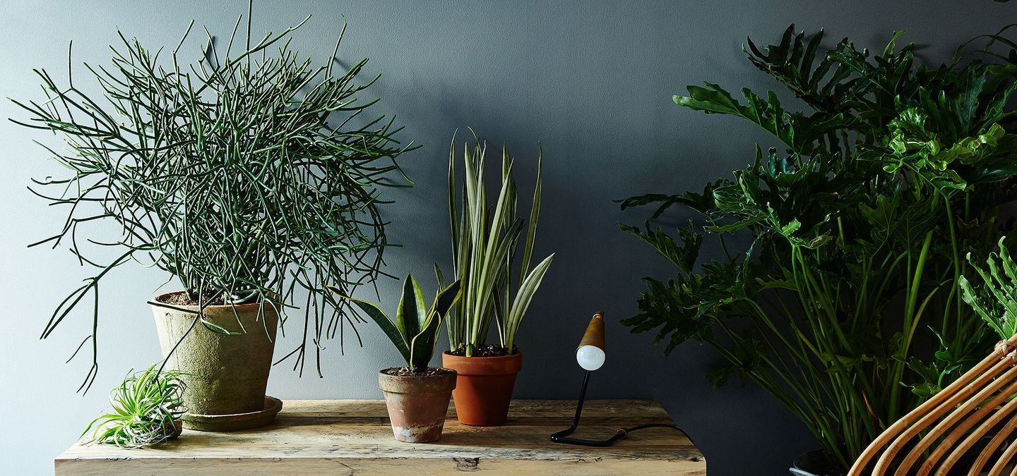 12 Aesthetic  Plants  That Don t Require Sunlight And Can 