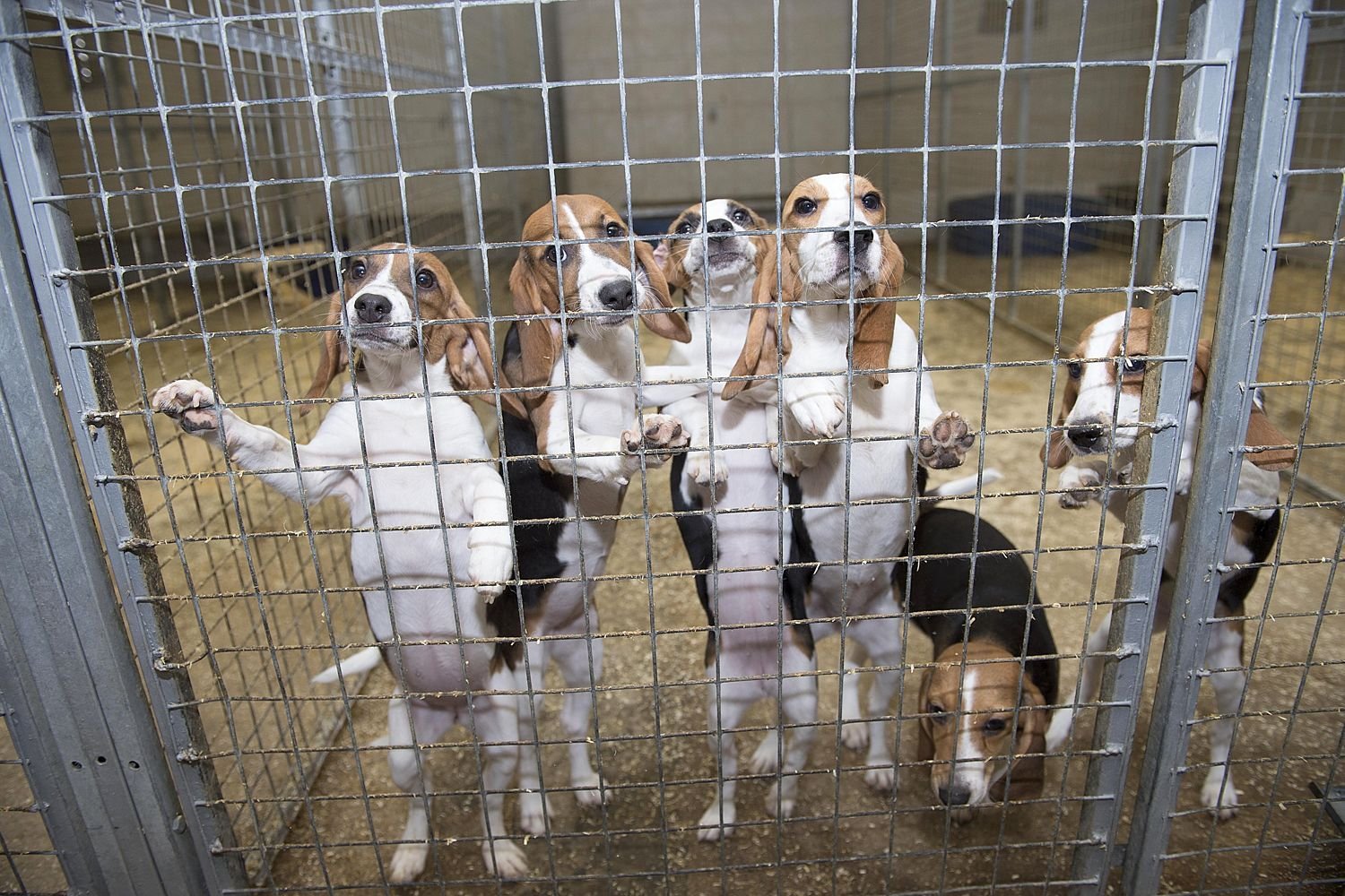 Beagles Are The Most Used Dogs For Animal Testing. The Reason Is