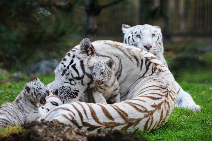 The Story Of Mohan, The Ancestor Of All White Bengal Tigers, Is ...