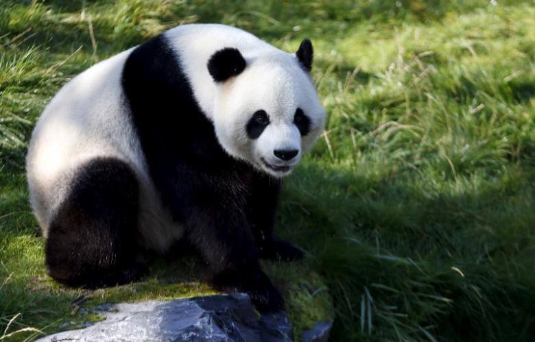 Why Are The Giant Pandas Become Endangered