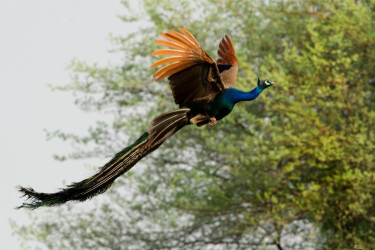 These Incredible Photos Of The Majestic Peacock In Full Flight Are Stunning 0083