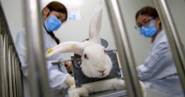 Good News! ’Cruel’ Rabbit Eye Tests To Be Phased Out In The Next Two Years