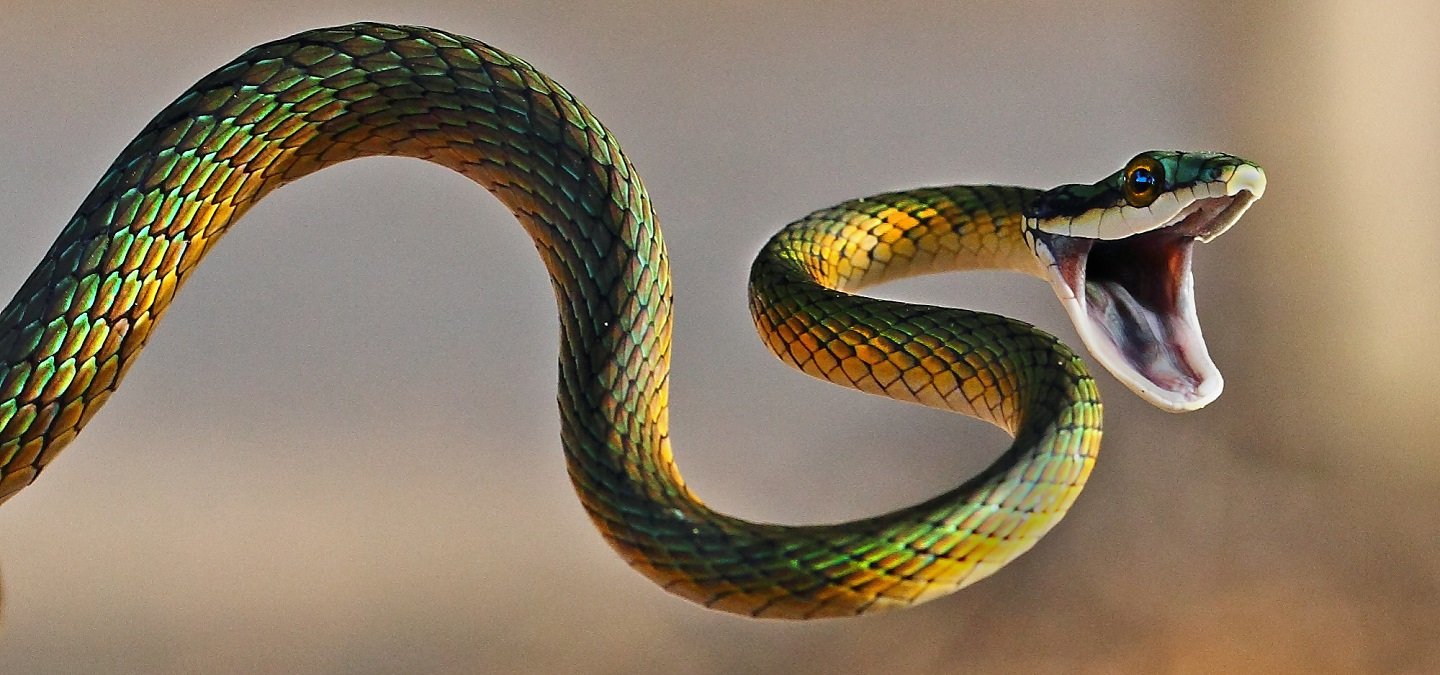 12 Deadly Indian Snakes That Surprisingly Live In And Around Your House