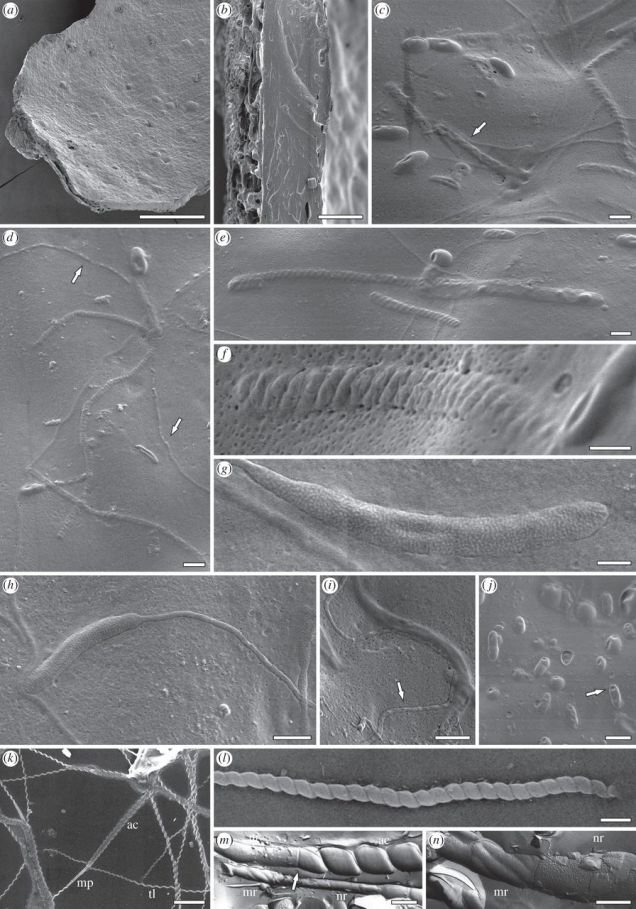 Oldest Animal Sperm Found F