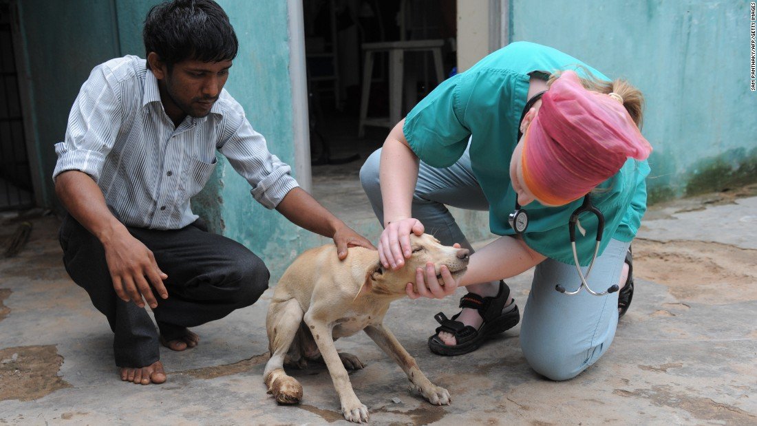 What To Feed The Stray Animals? | 12 Ways To Feed Strays Animals