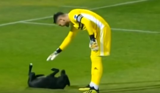 A Lovable Dog Entered A Football Field For Some Attention Belly
