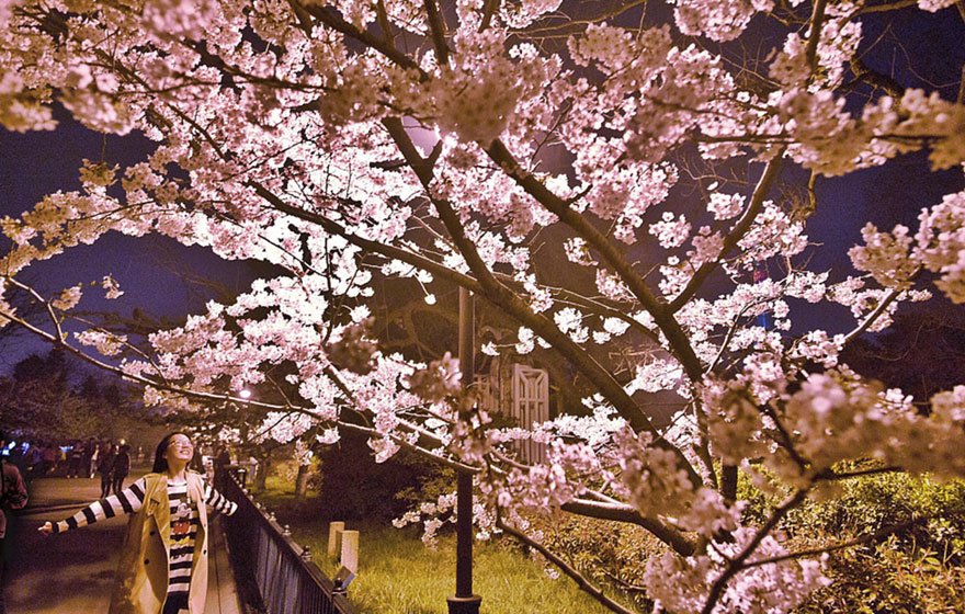 Cherry Blossoms Are Blooming Across China & The Photos Look Straight