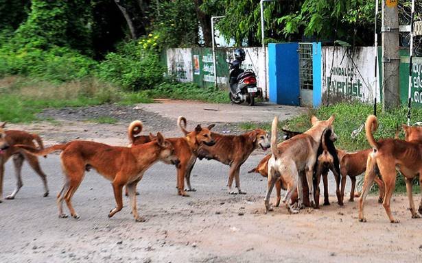 animal cruelty travel india
