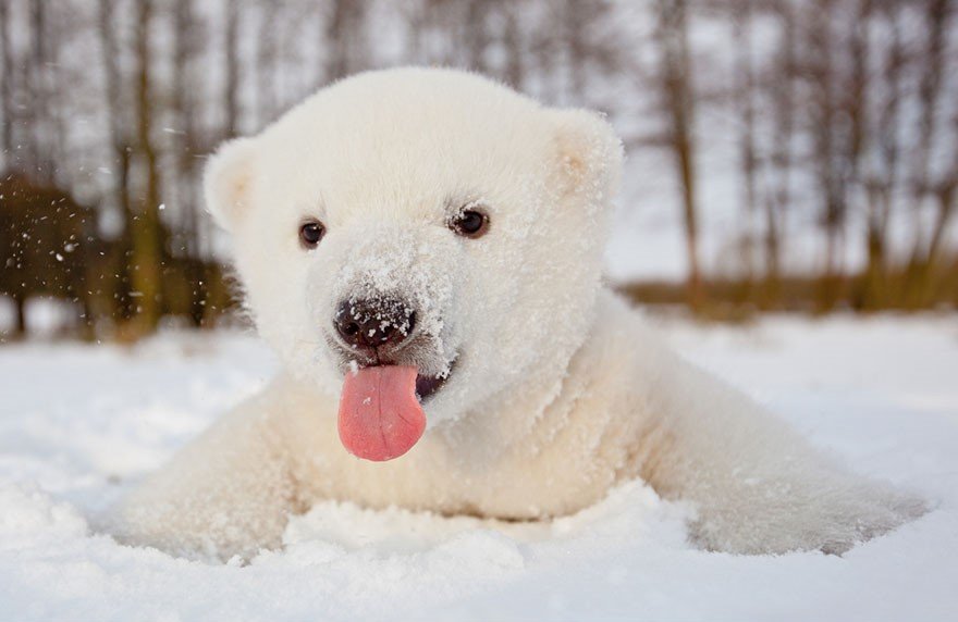 fluffy white bear