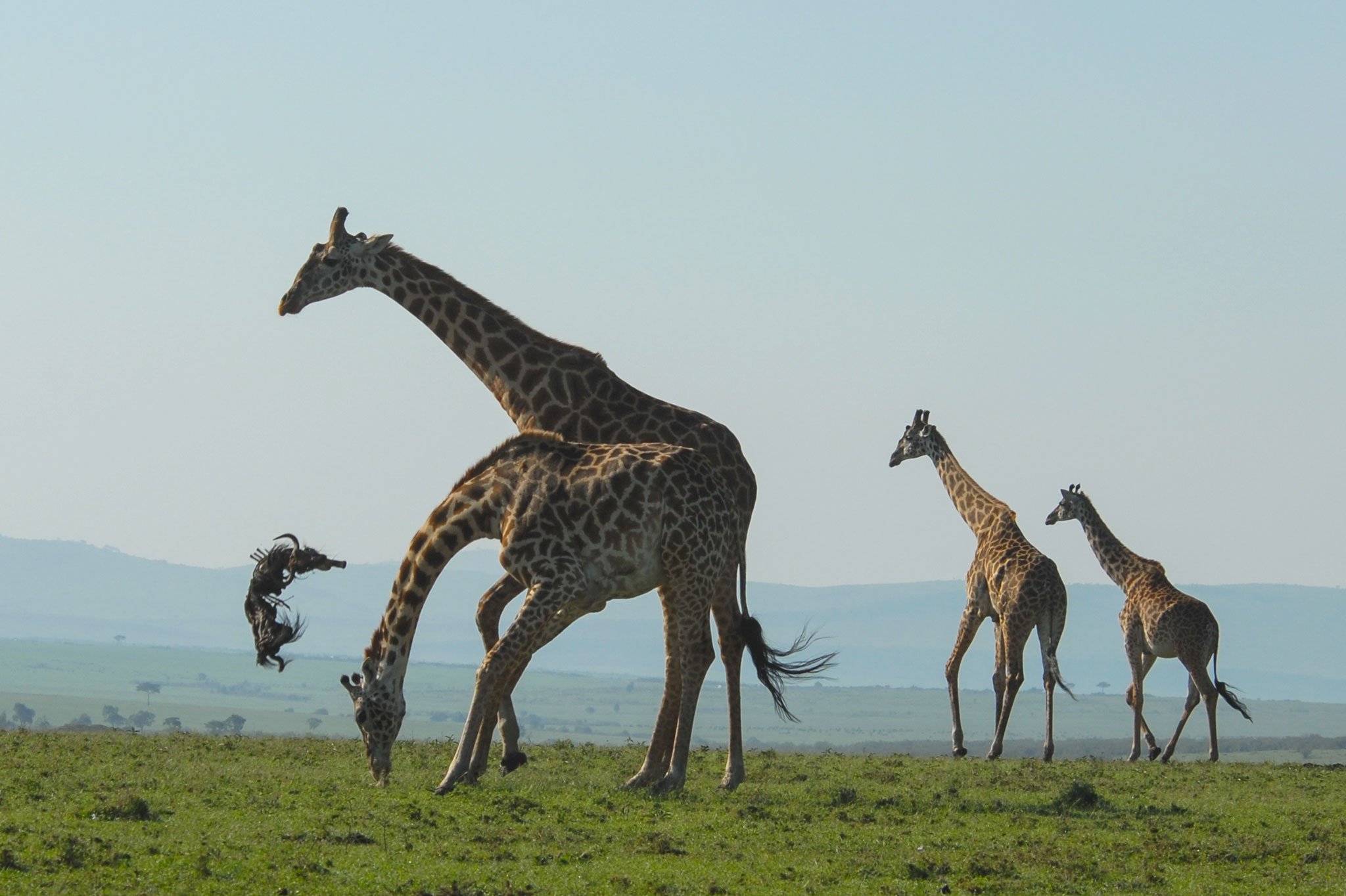 Сколько жирафов в мире. Жираф с детенышем. Жирафы интересные факты. Детеныш жирафа. Интересные факты о жирафах.