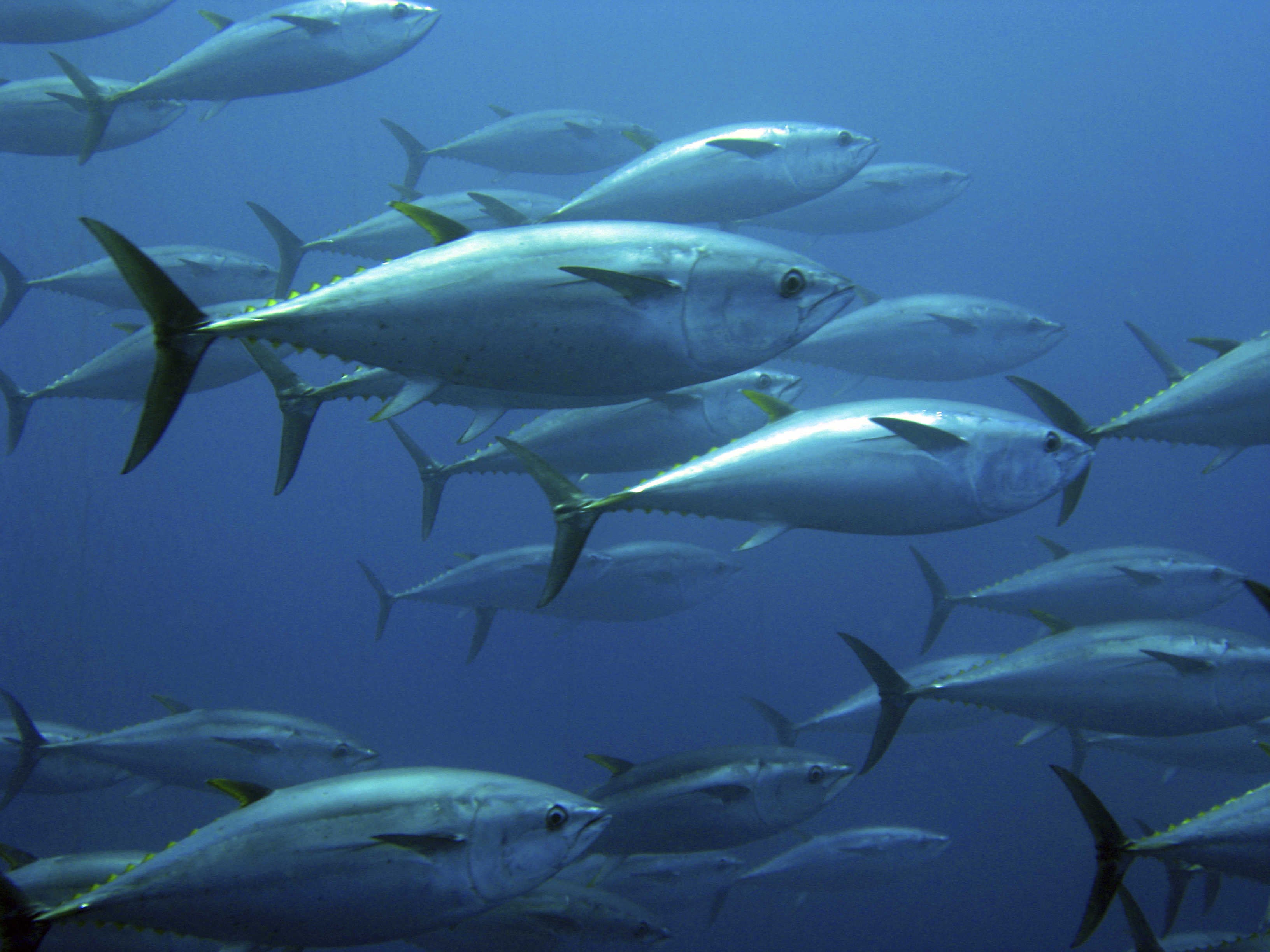 Рыбы помощью. Тунец Bluefin. Синепёрый тунец. Голубой тунец. Синепëрый тунец.