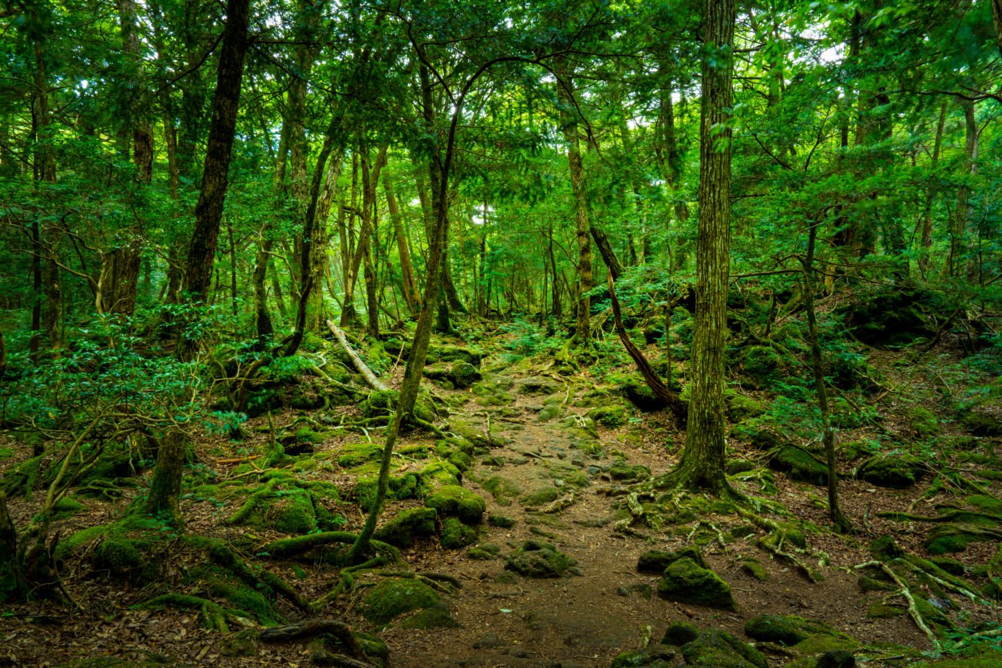 The Dark Story Of Japan’s Suicide Forest Will Get You Thinking Twice