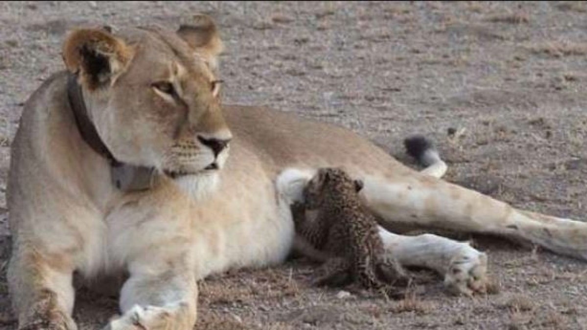 lioness protecting lion