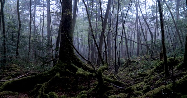 The Dark Story Of Japan S Suicide Forest Will Get You Thinking Twice Before Going Into The Woods