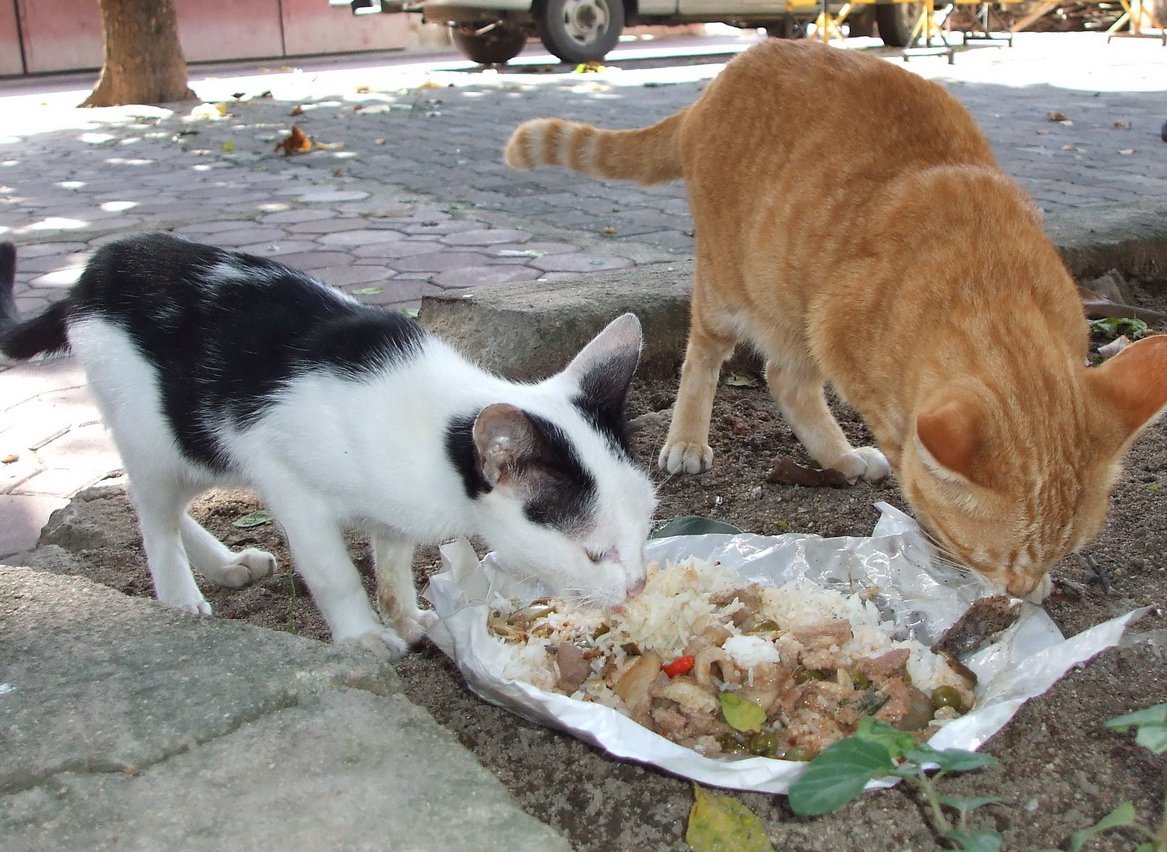 What To Feed The Stray Animals? 12 Ways To Feed Strays Animals