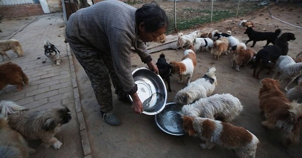 What To Feed The Stray Animals? | 12 Ways To Feed Strays Animals